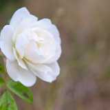...e qualche prematuro bocciolo di rosa